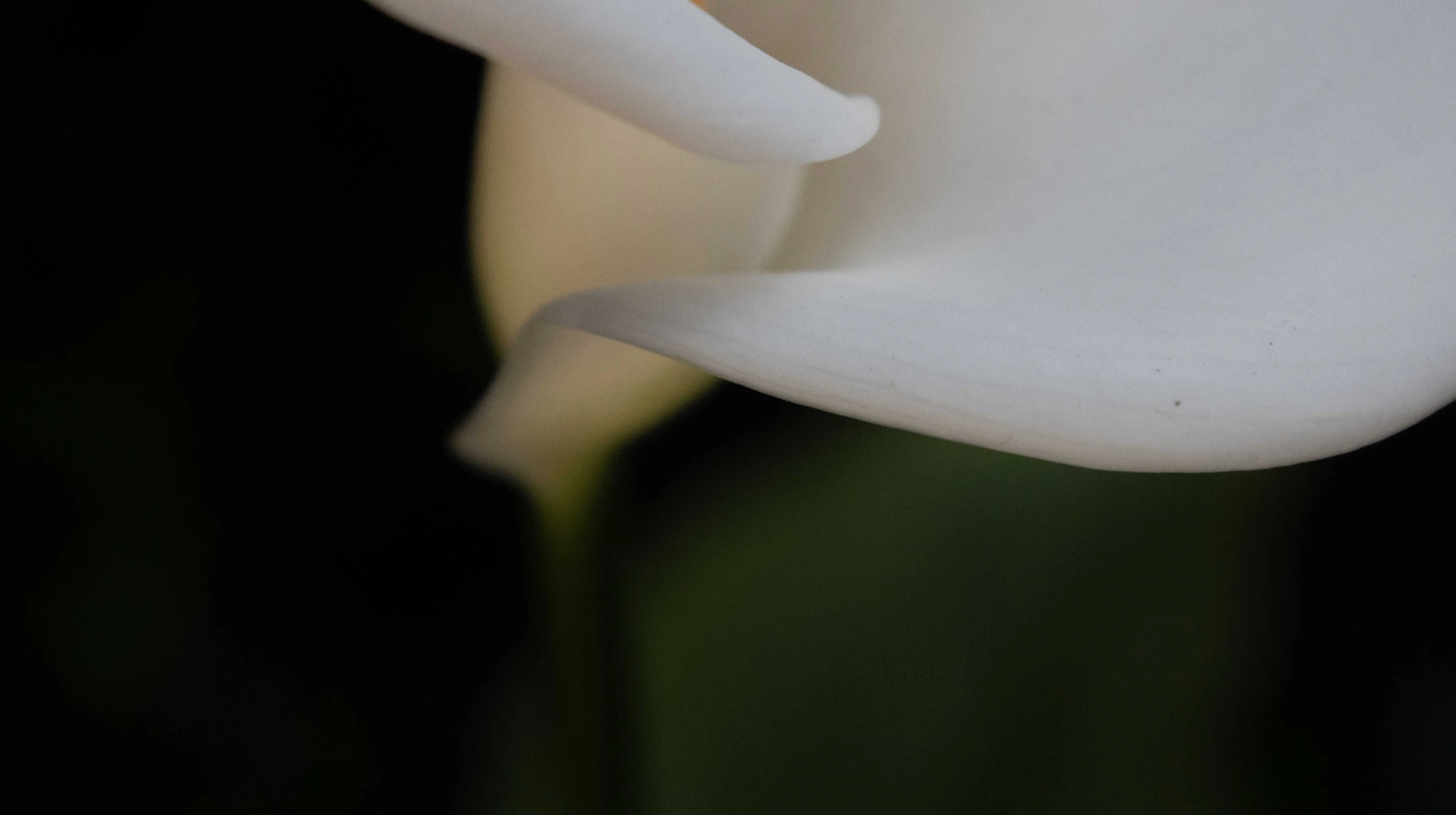 4L6A5431 - Karine Alice Brun: Plants and words | Repose Archive