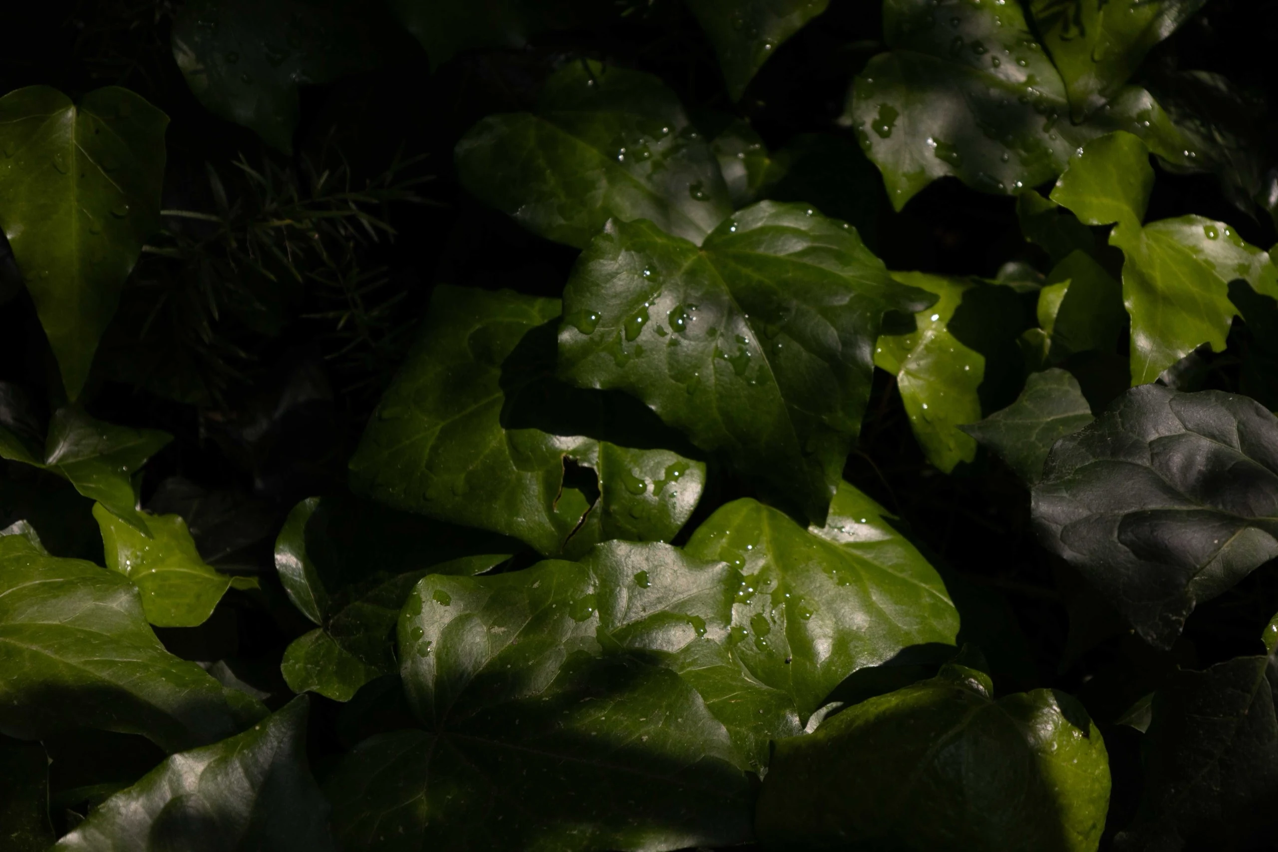4l6a5395 - Karine Alice Brun: Plants and words | Repose Archive