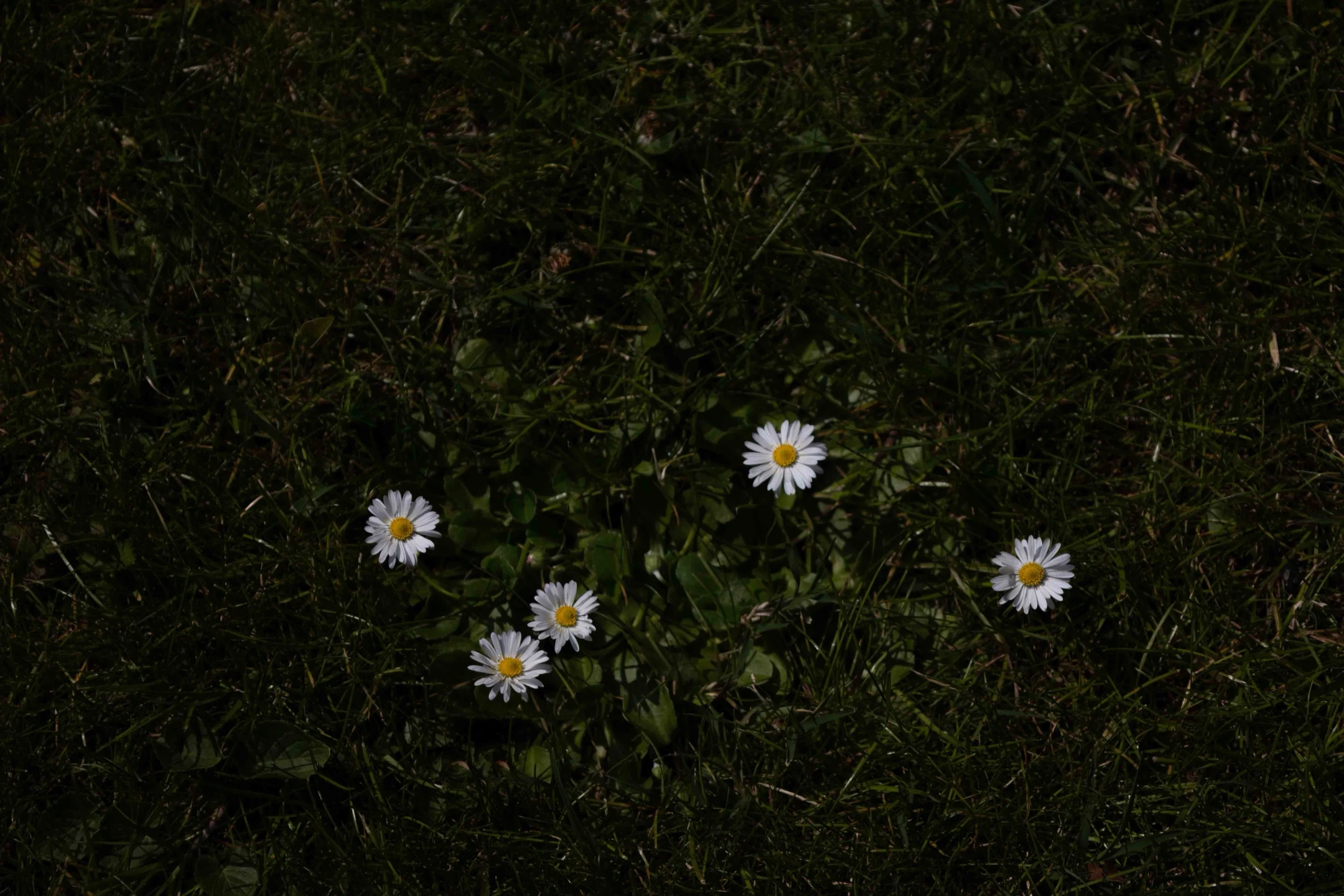 4l6a5402 2 - Karine Alice Brun: Plants and words | Repose Archive