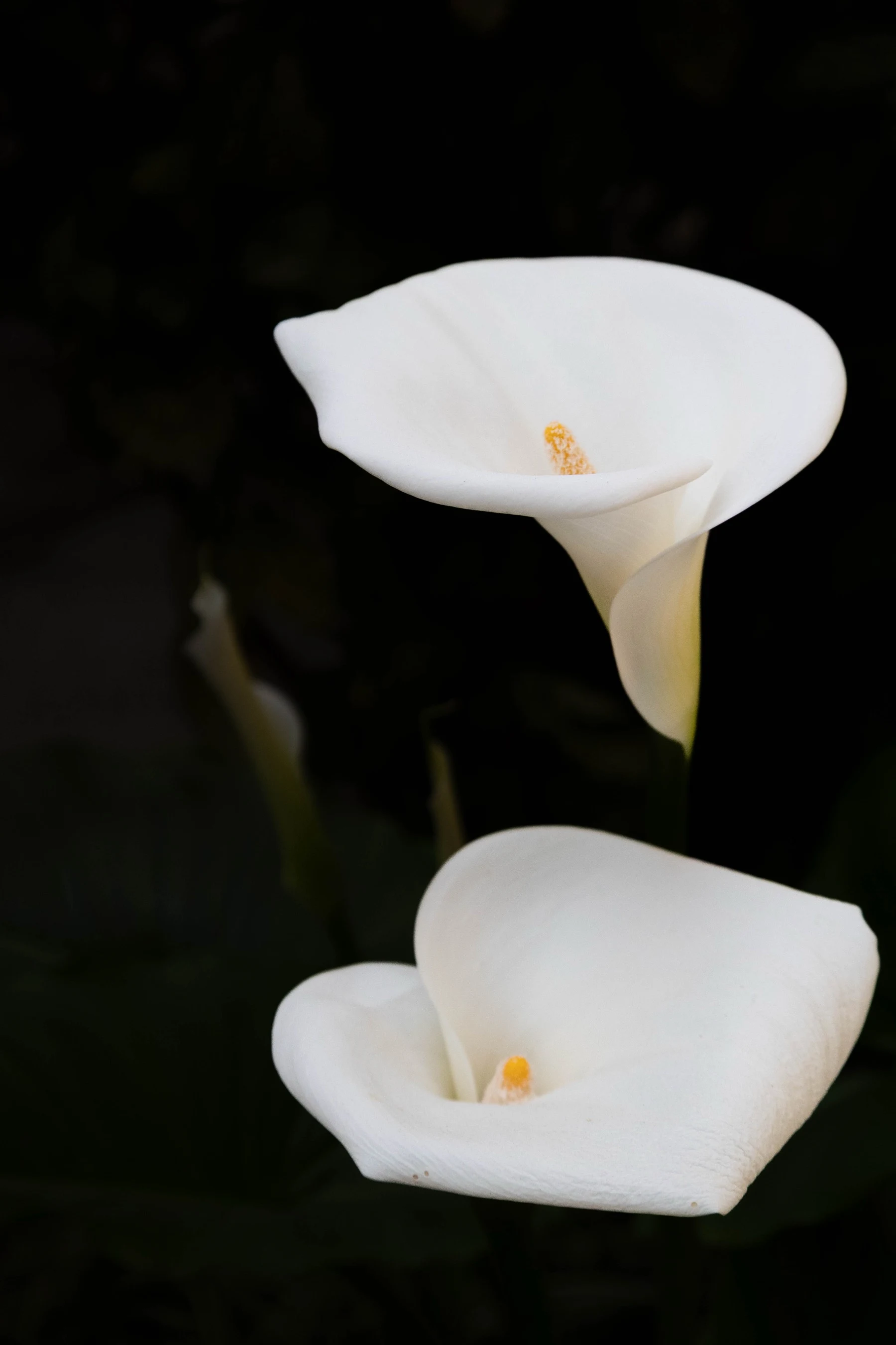 4l6a5436 - Karine Alice Brun: Plants and words | Repose Archive