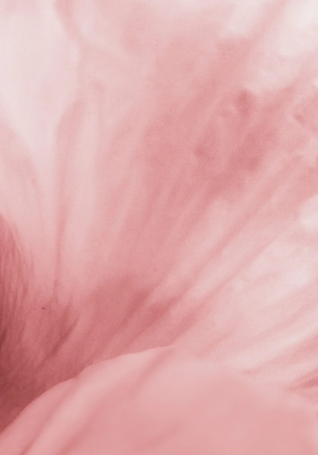Eunoia Yoga logo - Repose Studio